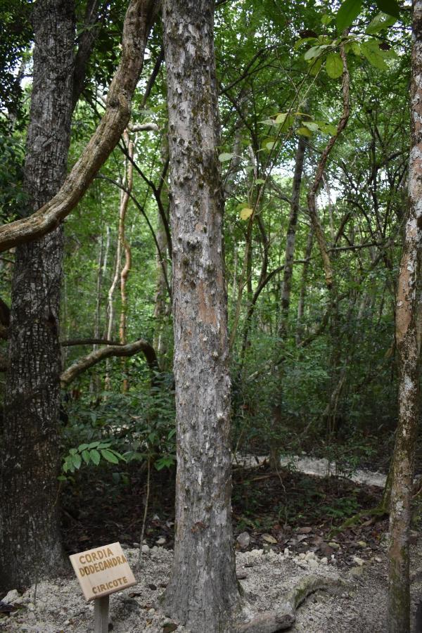 Eco Aldea Kinich Ahau Villa Xpujil Dış mekan fotoğraf